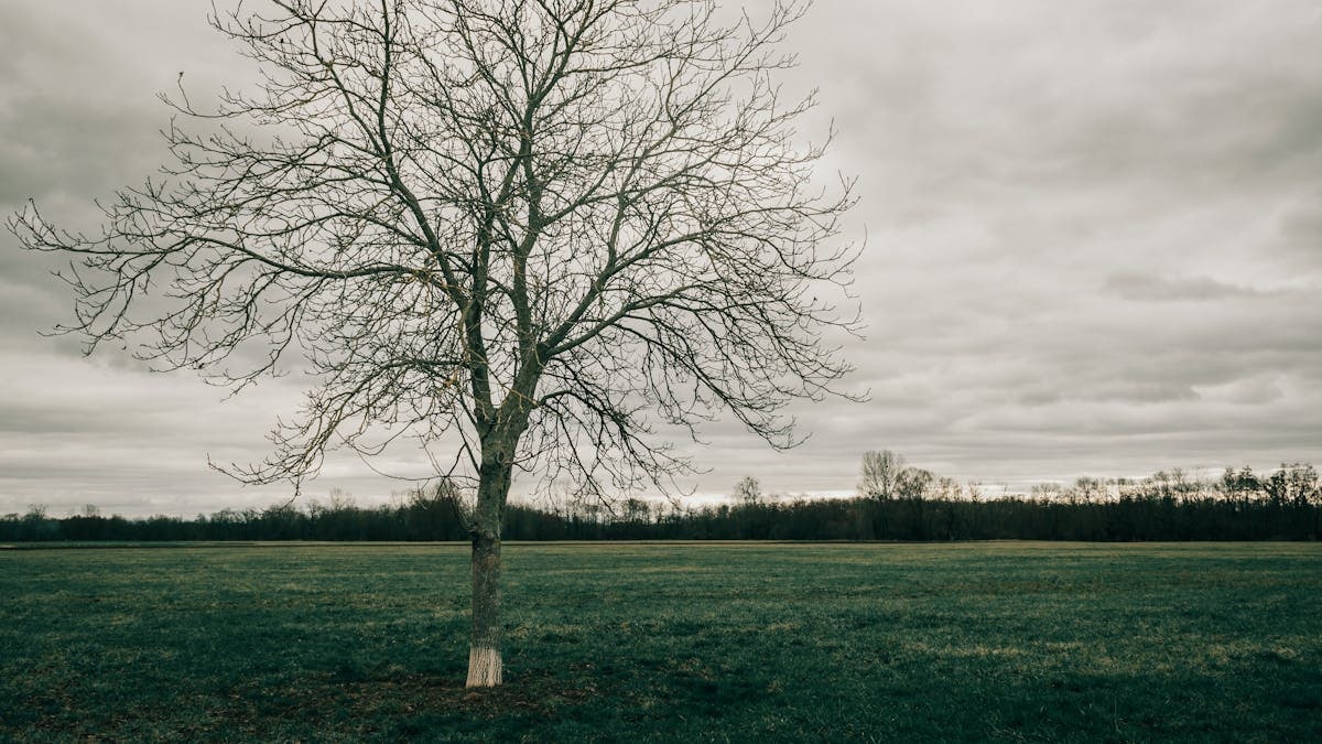 A lone tree stands in a vast grassland under a cloudy sky, depicting solitude and calmness.